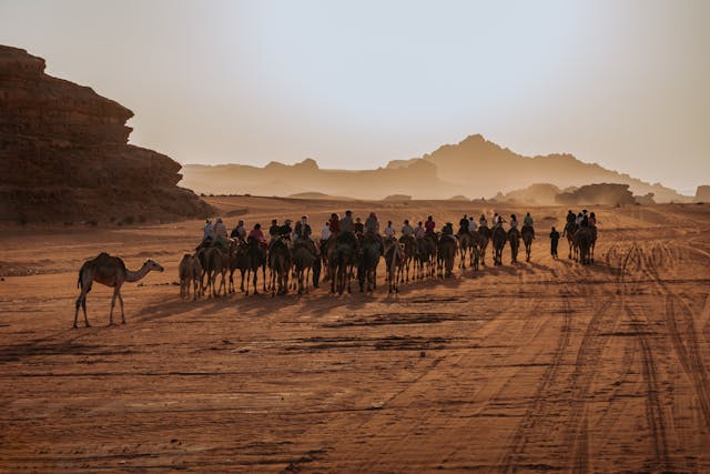 wadi rum camel